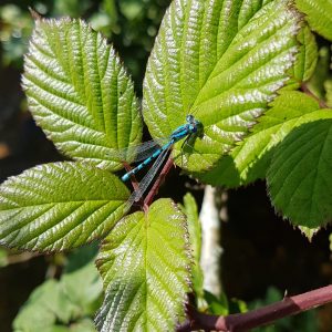 Dragonfly